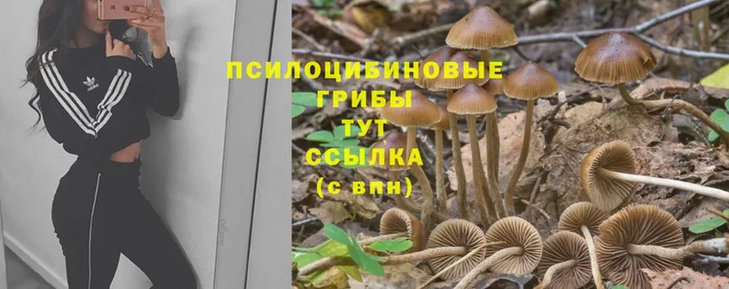 Галлюциногенные грибы мицелий  Кудымкар 